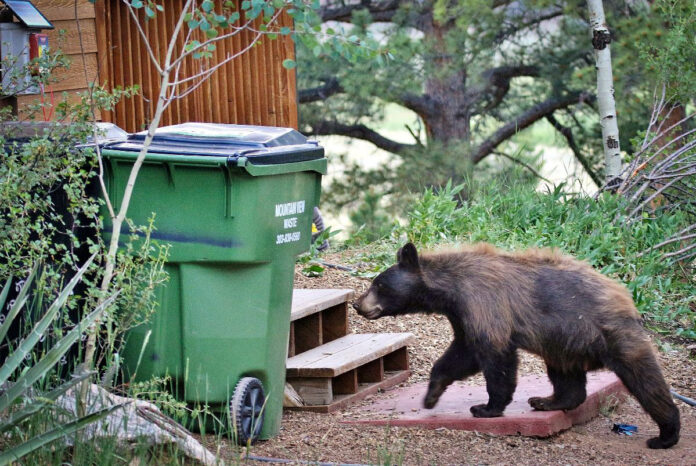 Bears Away from Your Garbage