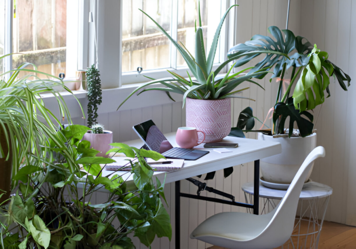 Indoor plants